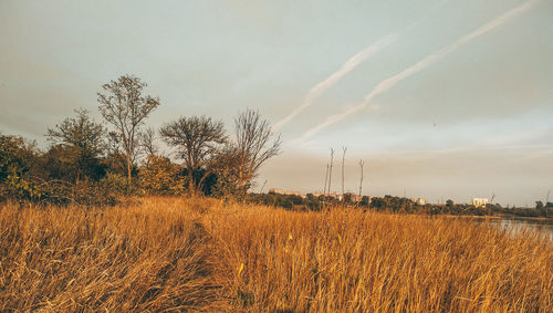 Scenic view of field against sky