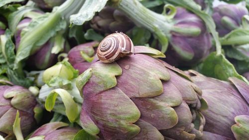 Close-up of snail on artichokes