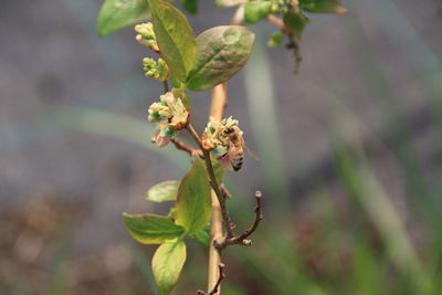 Close-up of insect on plant