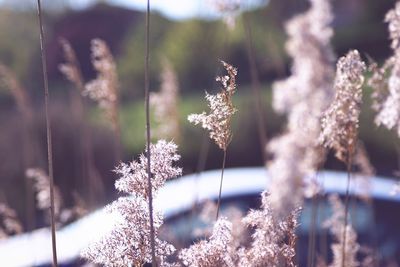Close-up of plants during winter