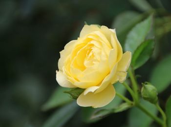 Close-up of yellow flower blooming outdoors