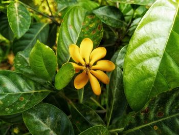 Close-up of yellow flowering plant