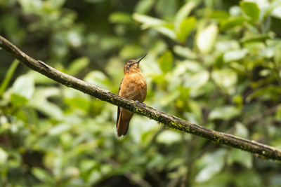 Bird perching on branch