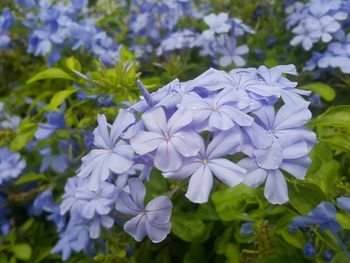 Close-up of purple flowers blooming outdoors