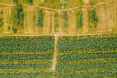 High angle view of agricultural field