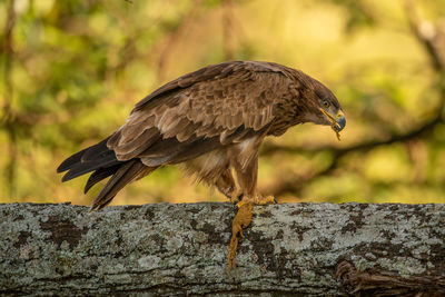 Tawny eagle on lichen-covered branch chewing lizard