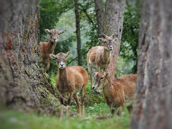 Deer in a field