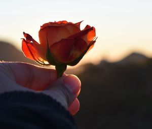 Close-up of hand holding red rose flower
