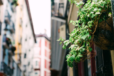 Close-up of plant against building