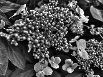 Close-up of flowers