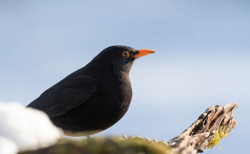 Close-up of bird perching against clear sky