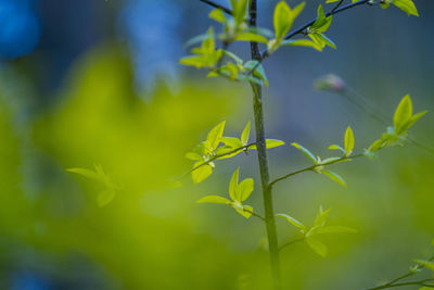 Fresh, green leaves of a bird cherry tree during spring.