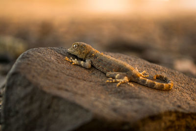 Close-up of lizard on rock