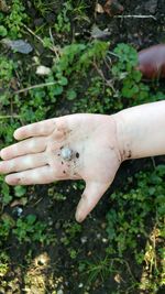 Close-up of hand holding tree