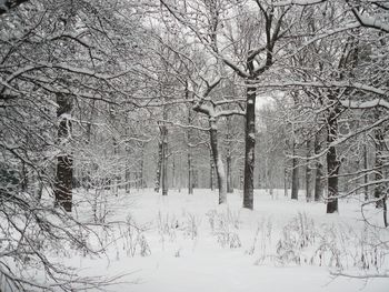 Bare trees in forest during winter