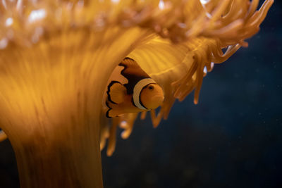Close-up of clownfish underwater