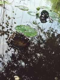Reflection of trees in water