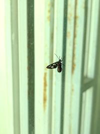 Close-up of housefly on window