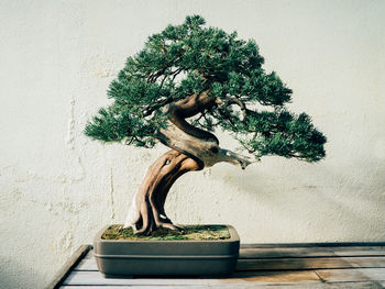 Close-up of bonsaitree on table
