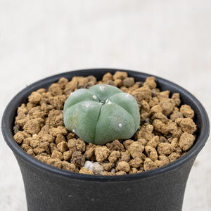 Close-up of potted plant