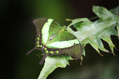 Close-up of green leaves on plant