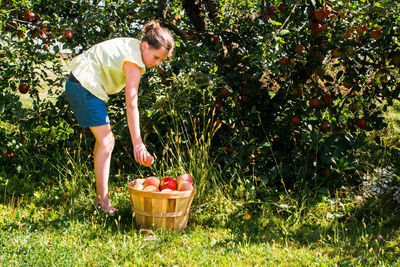 Girl picking apples in yard