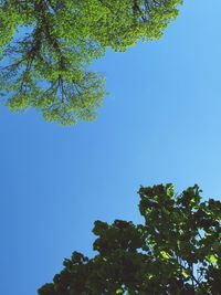 Low angle view of trees against clear blue sky