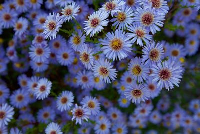 Close-up of daisy flowers