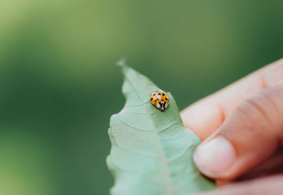 Close-up of ladybug on leaf