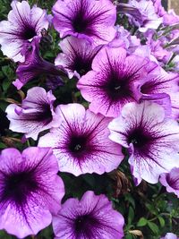 Close-up of purple flowers blooming outdoors