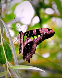 Butterfly perching on flower