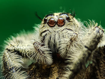 Close-up of spider