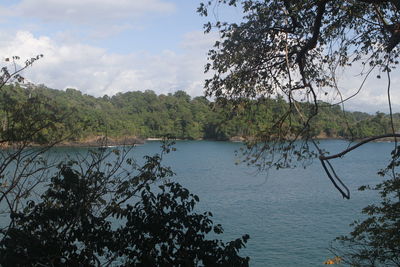 Scenic view of lake in forest against sky