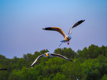 Bird flying in the sky