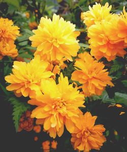 Close-up of yellow flowers