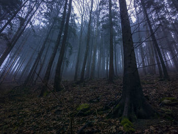 Trees in forest