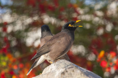 Close-up of bird perching on a tree