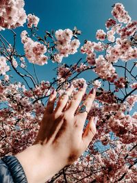 Close-up of cherry blossoms in spring