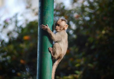 Monkey sitting on plant in forest