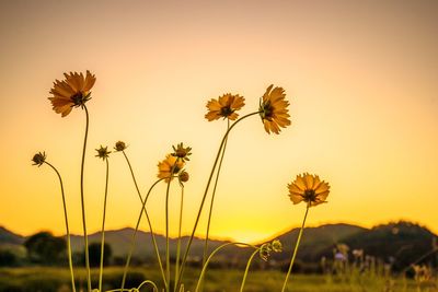 Close-up of flowering plants on field against sky during sunset