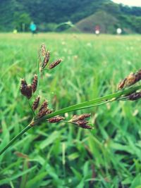 Close-up of insect on plant at field