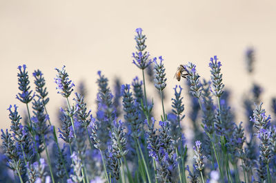 Close-up of purple flowering plants on field