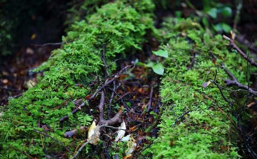 Close-up of mushroom growing in forest