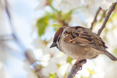 Close-up of bird perching on a cherry blossom 
