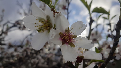 Close-up of white cherry blossoms in spring