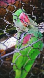 Close-up of bird perching on tree