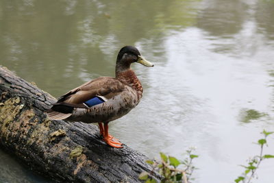 Bird perching on a lake