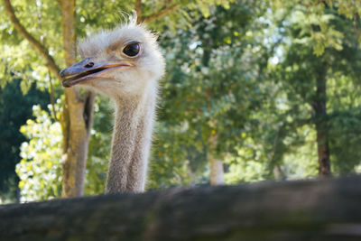 Close-up of a bird against blurred background