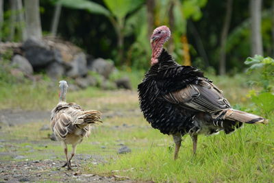 Close-up of birds on land