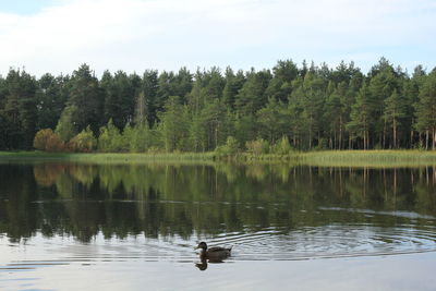 Scenic view of lake